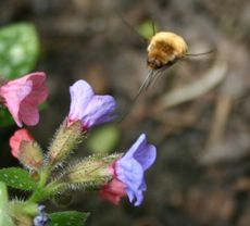 Lungenkraut-und-Insektenruessel.jpg